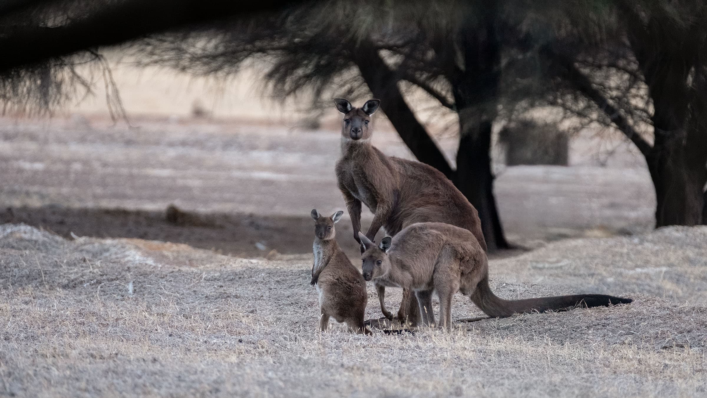 A group of kangaroos watching from sparse woodland at dusk